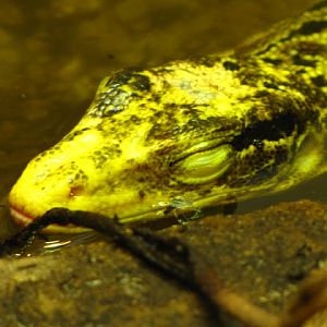 ZSL London Zoo 9.09.2010