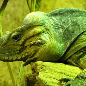 ZSL London Zoo 9.09.2010