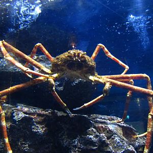 Siam World Ocean 15.01.2013