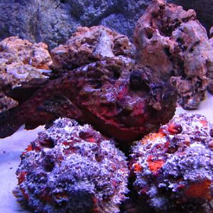 Siam World Ocean 15.01.2013