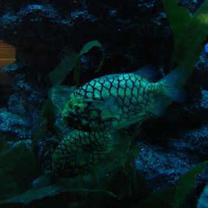 Siam World Ocean 15.01.2013