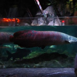 Siam World Ocean 15.01.2013