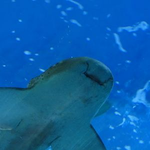 Siam World Ocean 15.01.2013