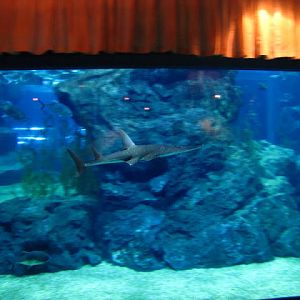 Siam World Ocean 15.01.2013