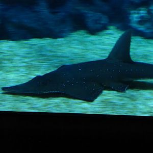 Siam World Ocean 15.01.2013