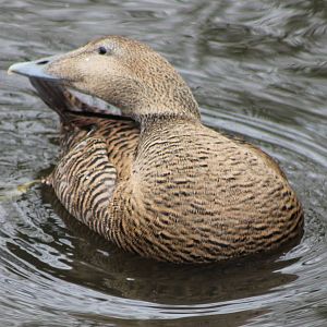 Common eider female