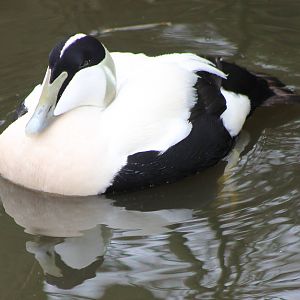 Common eider male
