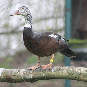 white-winged woodduck