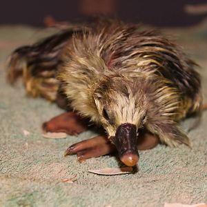 Newly hatched Chinese Gosling