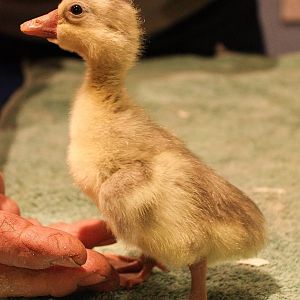 Day old Chinese Gosling