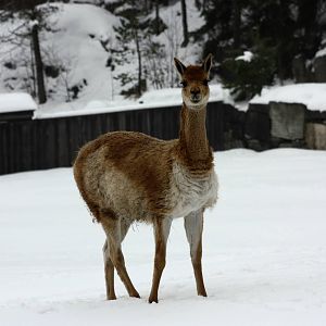 Winter in the park 16/2 2013