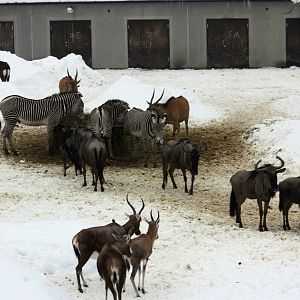 Winter in the park 16/2 2013