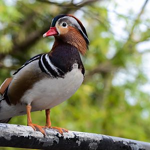 Jacksonville Zoo and Gardens