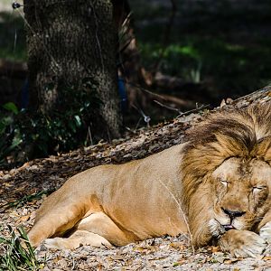 Jacksonville Zoo and Gardens