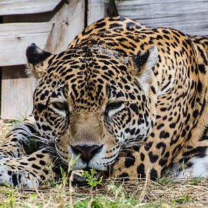 Jacksonville Zoo and Gardens