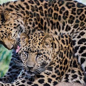 Jacksonville Zoo and Gardens