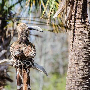 Jacksonville Zoo and Gardens