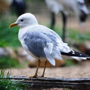 Common Gull at Osnabrück, 03/06/12