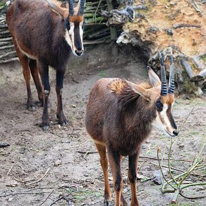 Southern Sable Antelope at Osnabrück, 03/06/12