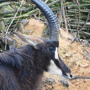 Southern Sable Antelope at Osnabrück, 03/06/12