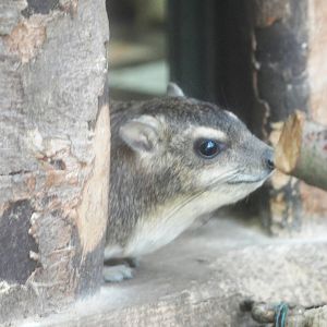 Yellow-spotted Bush Hyrax at Osnabrück, 03/06/12