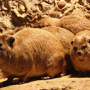 Syrian Rock Hyrax at Osnabrück, 03/06/12