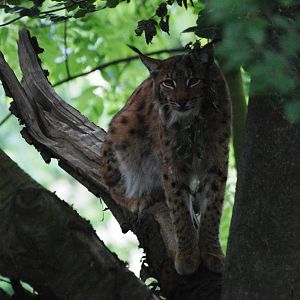 Carpathian Lynx Up a Tree at Osnabrück, 03/06/12