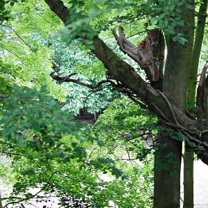 Carpathian Lynx Up a Tree at Osnabrück, 03/06/12