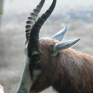 Blesbok at Osnabrück, 03/06/12