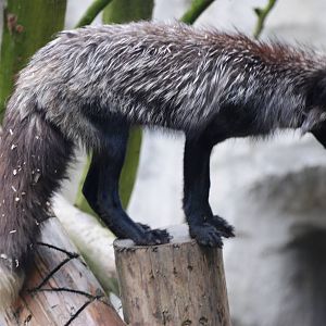 Silver Fox at Osnabrück, 03/06/12