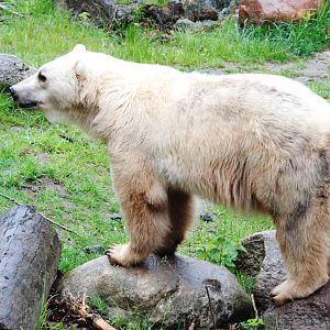 Hybrid Bear at Osnabrück, 03/06/12