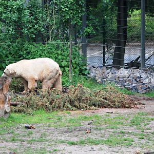Hybrid Bear and Silver Fox at Osnabrück, 03/06/12