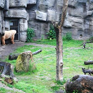 Hybrid Bear and Silver Foxes at Osnabrück, 03/06/12