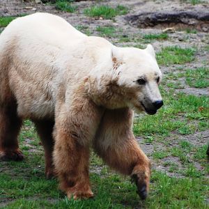 Hybrid Bear at Osnabrück, 03/06/12