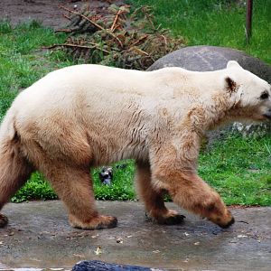 Hybrid Bear at Osnabrück, 03/06/12