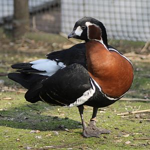 red-breasted goose