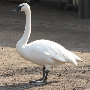 whooper swan