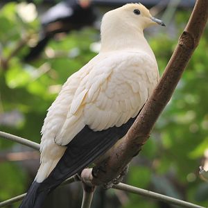 Pied imperial pigeon
