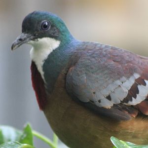 Bartlett´s bleeding heart