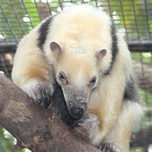 tamandua