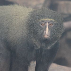 owl-faced monkey