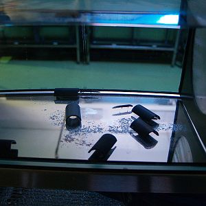 Montseny Newt (Calotriton arnoldi) - Zoo Barcelona