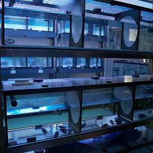 Montseny Newt (Calotriton arnoldi) - Zoo Barcelona