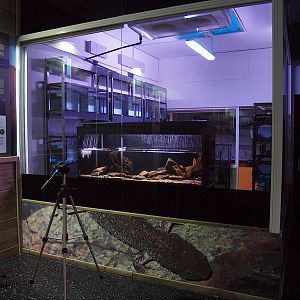 Montseny Newt (Calotriton arnoldi) - Zoo Barcelona