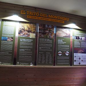 Montseny Newt (Calotriton arnoldi) - Zoo Barcelona