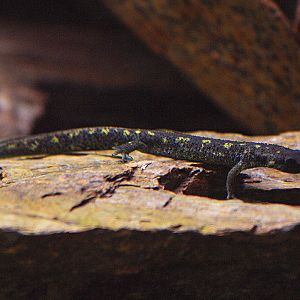 Montseny Newt (Calotriton arnoldi) - Zoo Barcelona