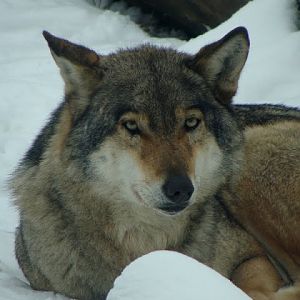Canis lupus