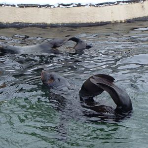 Arctocephalus pusillus pusillus - in the position of the bed
