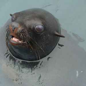 Arctocephalus pusillus pusillus