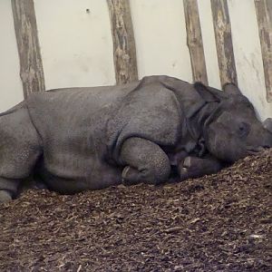 Rhinoceros unicornis - Tarun